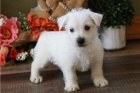 tata West Highland White Terrier.