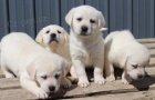 Labrador retriever tata pipravena.