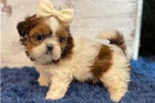 Hrav Shih Tzu tata.