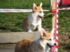 Welsh Corgi tata
