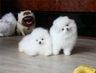 tata Pomeranians.