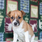 tata Jack Russell terira.