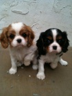 Krsn tata Kavalr King Charles Spaniel k adopci. Pouze pro vn osoby.