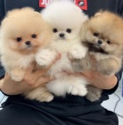 ڞasn miniaturn tata pomeranian k adopci. Jsou okovan a oderven.