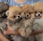 ڞasn miniaturn tata pomeranian k adopci. Jsou okovan a oderven.