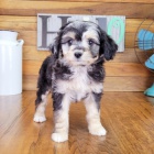 Aussiedoodle tata k adopci. Vechna tata jsou okovan a zdrav