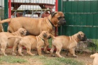 Bullmastiff tata.