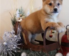 Japonsk Shiba Inu