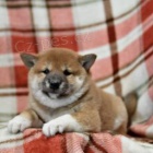 tata Shiba Inu.