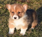 Welsh Corgi Pembroke tata.