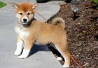 Shiba Inu tata.