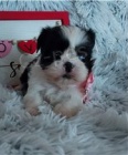 Ndhern Shih Tzu tata.