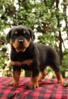 tata rottweiler nejvy kvality.