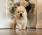 Chow Chow tata.,