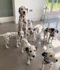 Reg Dalmatian tata.