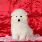 Snhurka Samoyed tata.