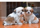 Shih Tzu tata.,