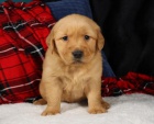 Adorables cachorros golden retrievers.