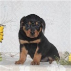 Sladk tata rottweiler.