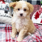 Krsn a rozkon ttka Aussiedoodle (plemena australskho ovka a pudla) k adopci