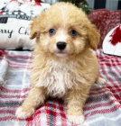 tata Aussiedoodle (plemena australskho ovka a pudla) k adopci