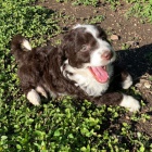 tata Aussiedoodle (plemena australskho ovka a pudla) k adopci