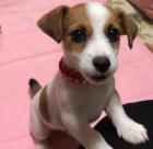 asn a zdrav ttka jack russell terira k adopci.