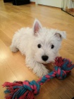 Krsn mini ttka West Highland White Terriers k adopci.