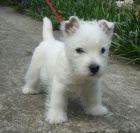 Krsn mini ttka West Highland White Terriers k adopci.