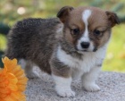 krsn a andlsk ttka Pembroke Welsh Corgi k adopci.