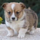 krsn a andlsk ttka Pembroke Welsh Corgi k adopci.