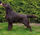 Flat Coated Retriever