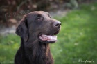 Flat Coated Retriever