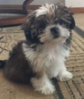 Shih Tzu tata.