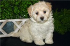 Maltipoo tata.