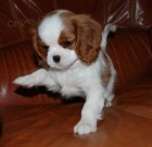 ndhern a zdrav tata Kavalr King Charles Spaniel k adopci.