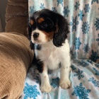 tata Mini Cavalier King Charles Spaniel k adopci.