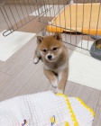 Rozkon okovan ttka mini shiba inu k adopci