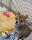 Rozkon okovan ttka mini shiba inu k adopci