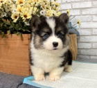 krsn a zdrav okovan tata Pembroke Welsh Corgi k adopci