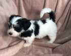 rozkon a zdrav mini ttka havanese