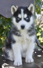 sibisk husky s krsnma modrma oima k adopci.