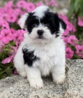 rozkon a zdrav ttka havanese k adopci