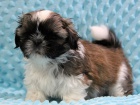 Shih-tzu, i-tzu ttka s PP