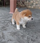 2 krsn ttka shiba inu