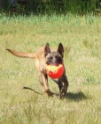 MALINOIS