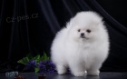 miniaturn tata pomeranian na prodej. Jsou okovan a oderven.