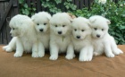 Samojed ttka s PP