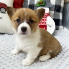 okovan a oderven tata Pembroke Welsh Corgi k adopci