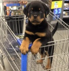 Krsn tata rottweiler.